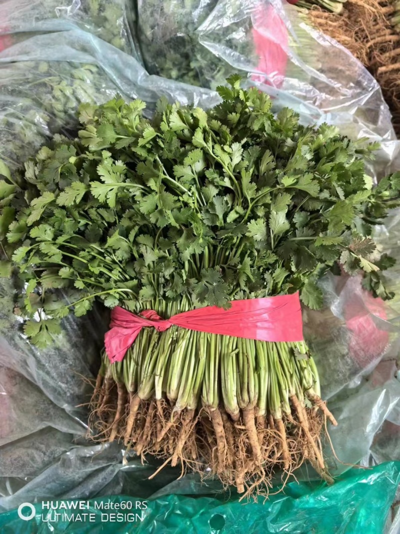 莘县香菜大量上市，产地直发，货源充足，品质保障，新鲜现摘