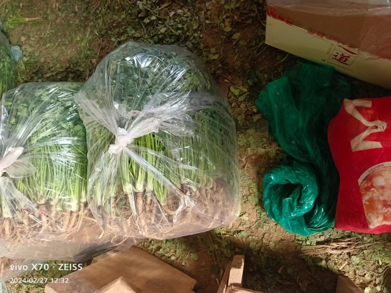 莘县香菜大量上市，产地直发，货源充足，品质保障，新鲜现摘