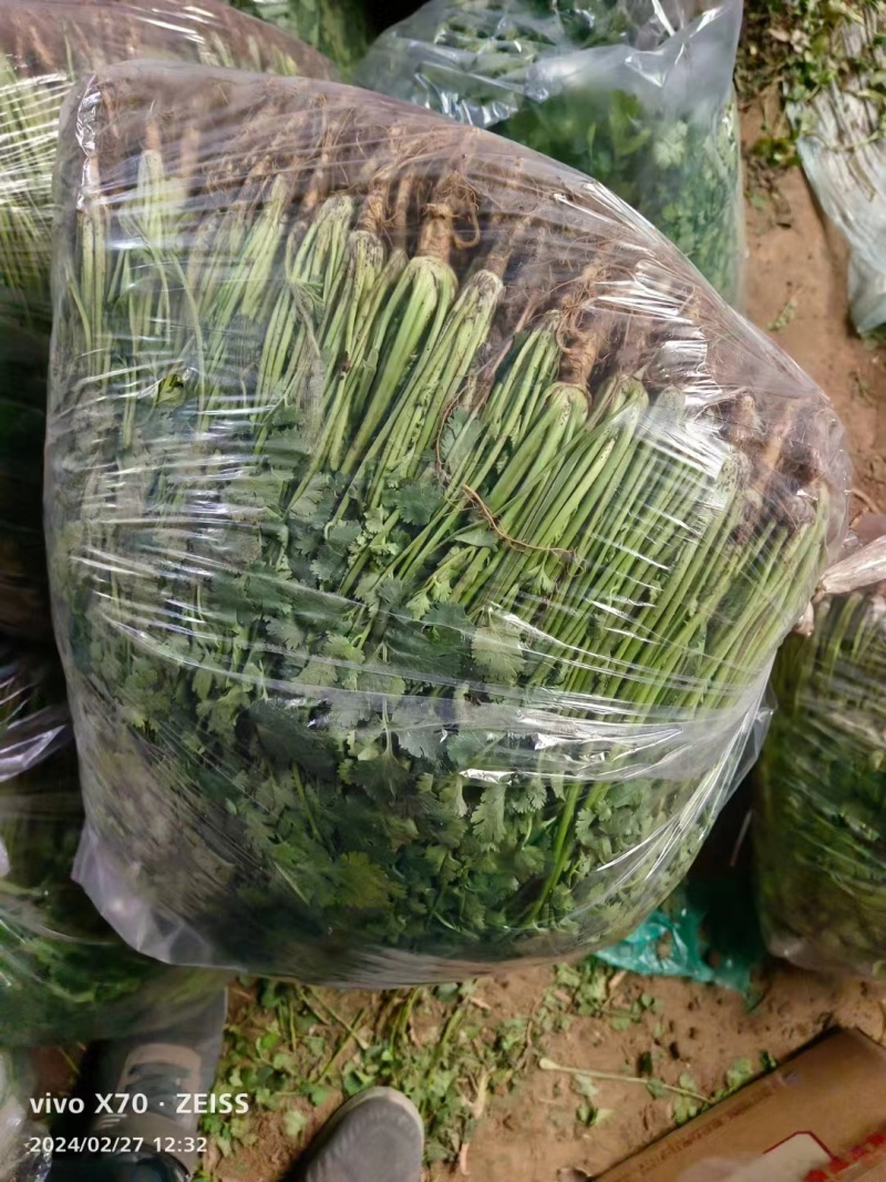 莘县香菜大量上市，产地直发，货源充足，品质保障，新鲜现摘