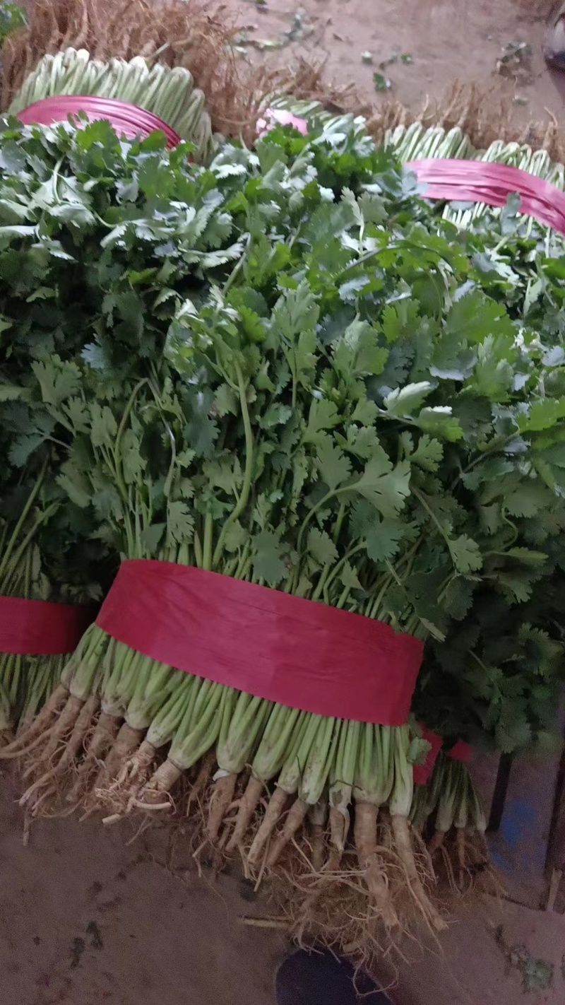 莘县香菜大量上市，产地直发，货源充足，品质保障，新鲜现摘