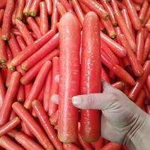 红萝卜胡萝卜源头供应全国发货规格齐全价格平稳一条龙服务欢