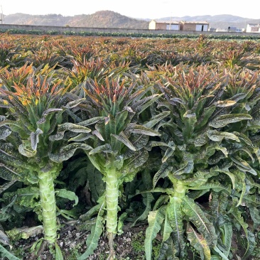 精品紫叶香笋莴笋云南特色莴笋品质好可视频看货