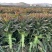 精品紫叶香笋莴笋云南特色莴笋品质好可视频看货