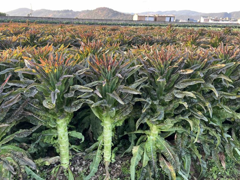精品紫叶香笋莴笋云南特色莴笋品质好可视频看货