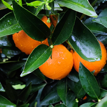 奉节脐橙，二级果商品果一树果大量有货，货源充足欢迎各地