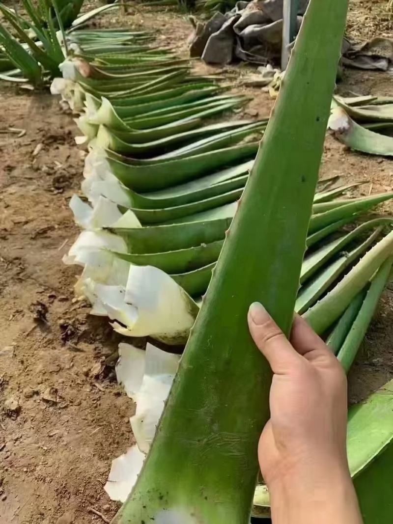 库拉索芦荟叶片胶质好