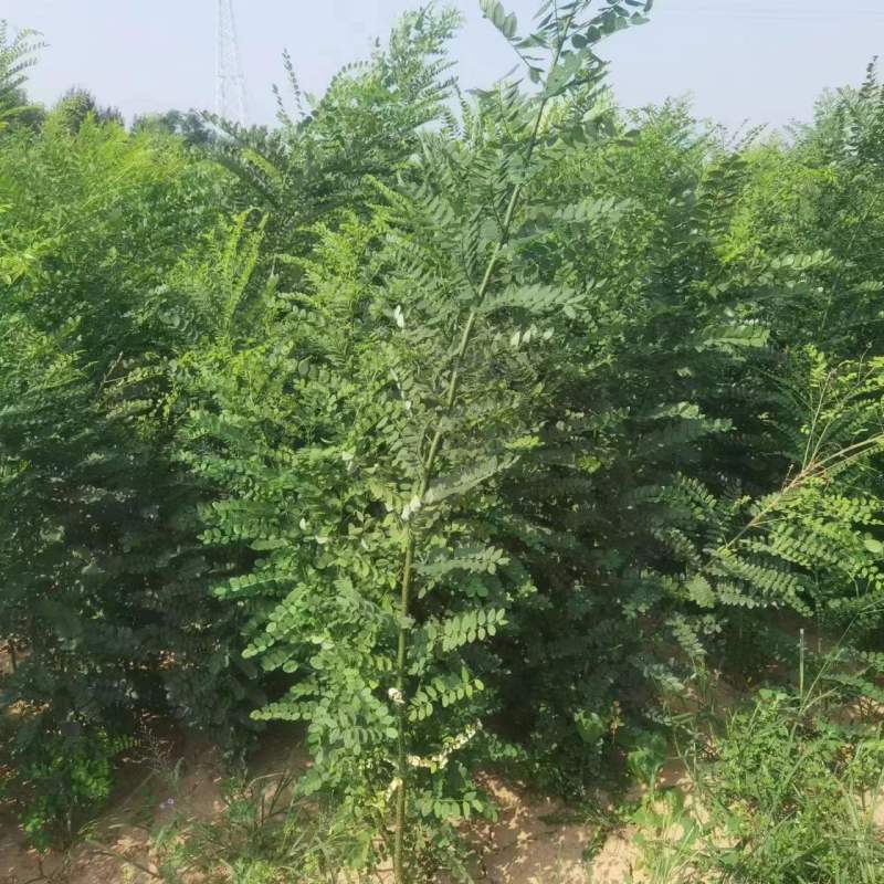山西基地国槐小苗现挖现发