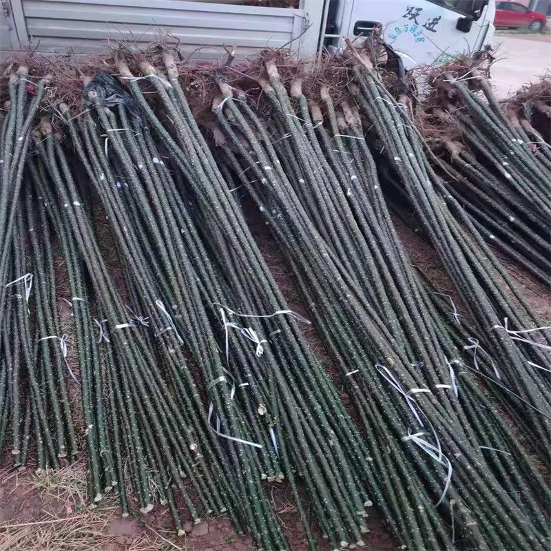 山西基地国槐小苗现挖现发
