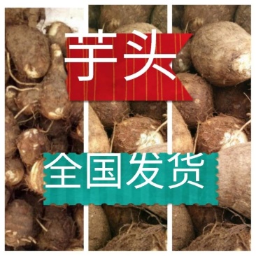山东8520毛芋产地批发货源充足保质保量全国发货