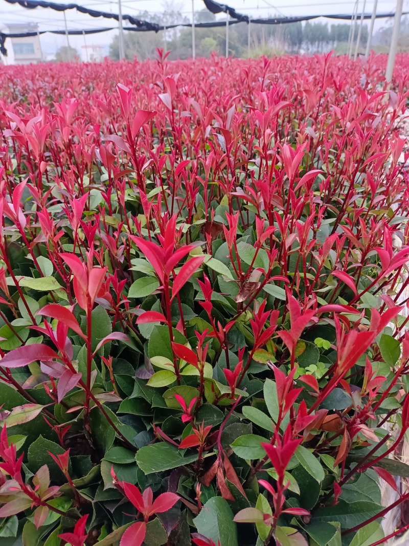广西红叶石楠芽苗大量有货产地直发量大价优欢迎致电
