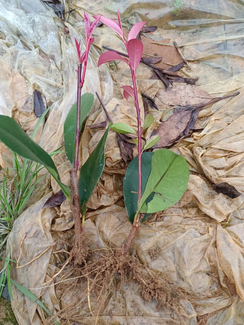 广西红叶石楠芽苗大量有货产地直发量大价优欢迎致电