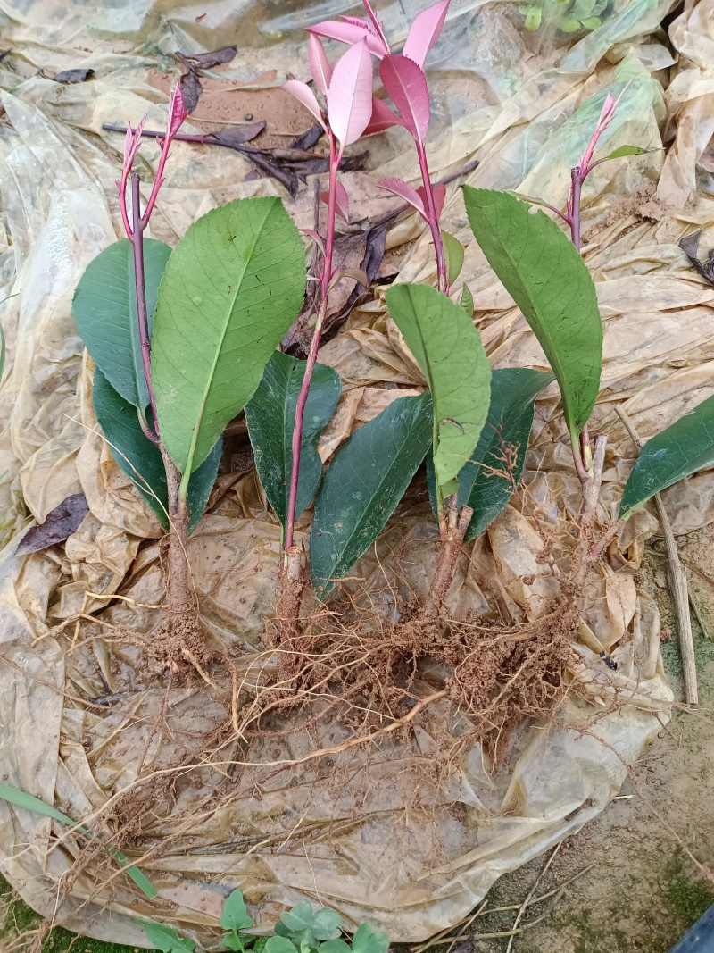 广西红叶石楠芽苗大量有货产地直发量大价优欢迎致电