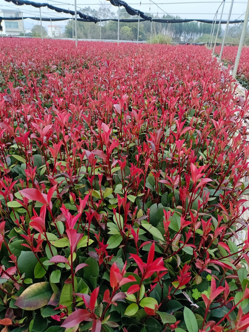 广西红叶石楠芽苗大量有货产地直发量大价优欢迎致电