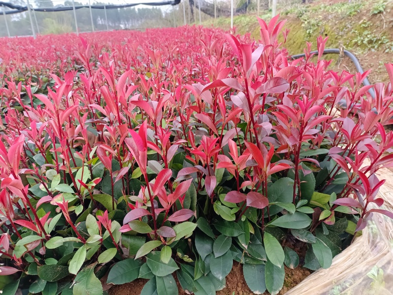 广西红叶石楠芽苗大量有货产地直发量大价优欢迎致电