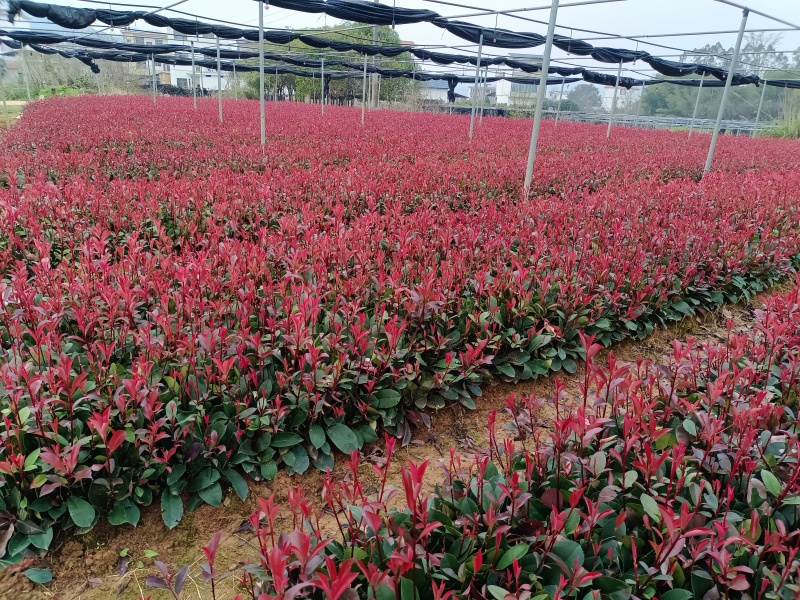 广西红叶石楠芽苗大量有货产地直发量大价优欢迎致电