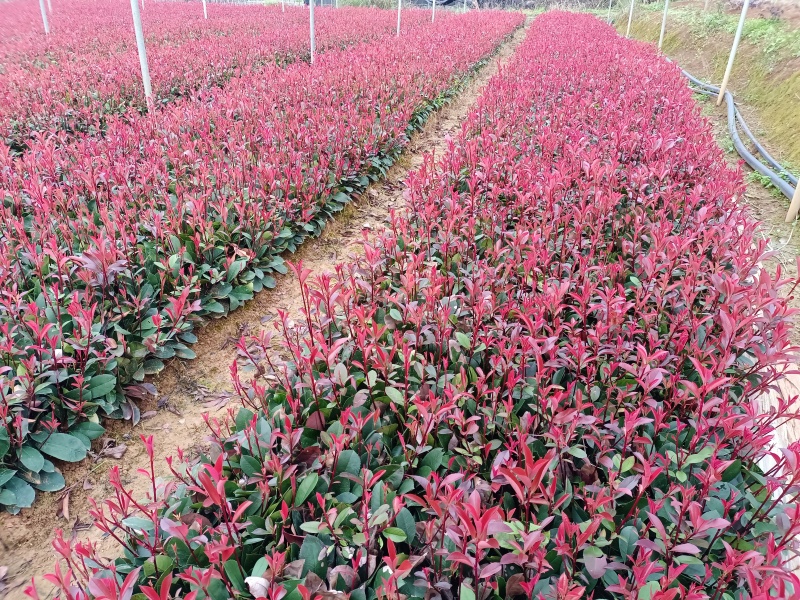 广西红叶石楠芽苗大量有货产地直发量大价优欢迎致电