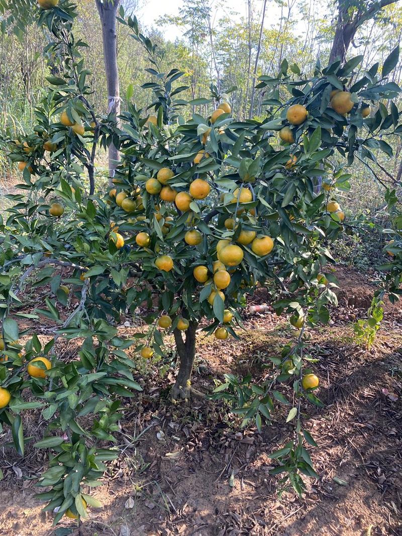 橘子苗桔子树苗80-1米1-1.2米高早熟蜜橘苗柑橘