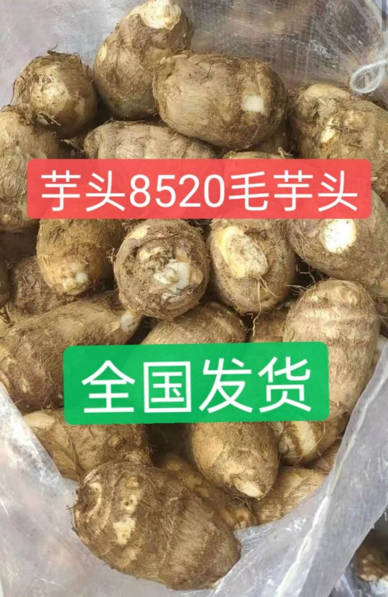 山东8520毛芋产地批发货源充足保质保量全国发货