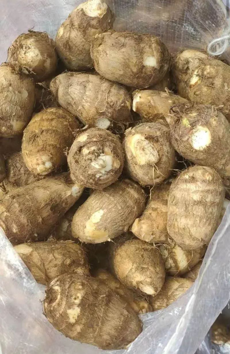 山东8520毛芋产地批发货源充足保质保量全国发货