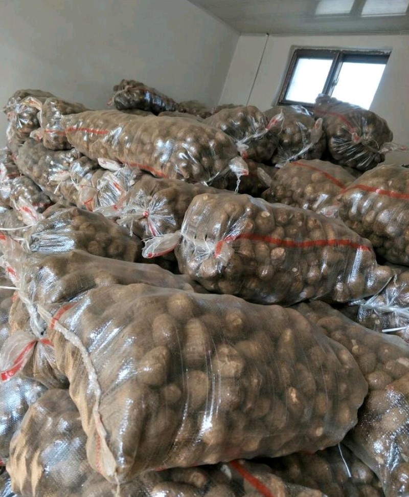 山东8520毛芋产地批发货源充足保质保量全国发货
