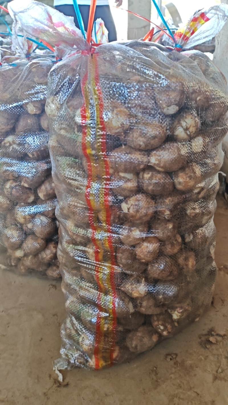山东8520毛芋产地批发货源充足保质保量全国发货