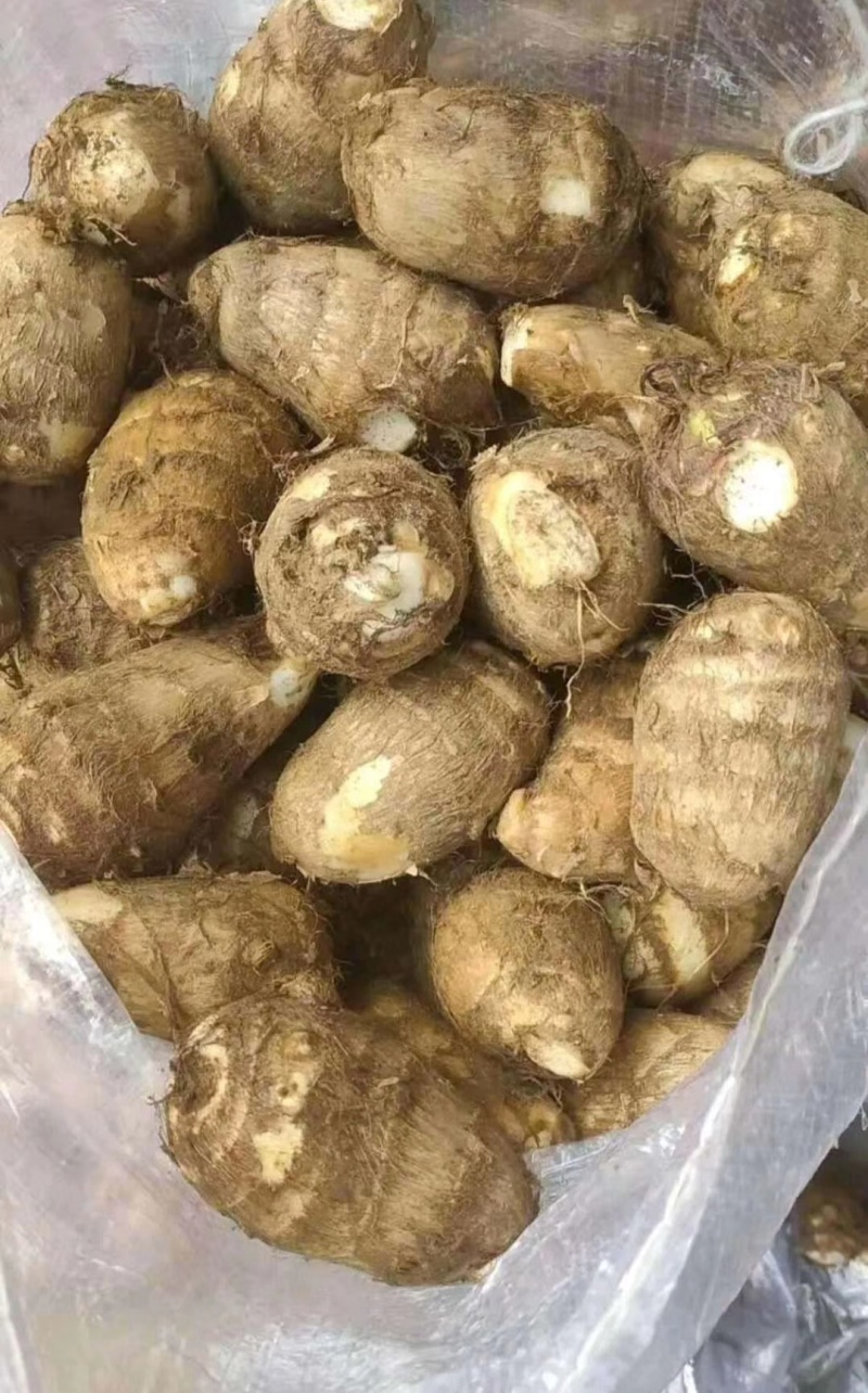 山东8520毛芋产地批发货源充足保质保量全国发货