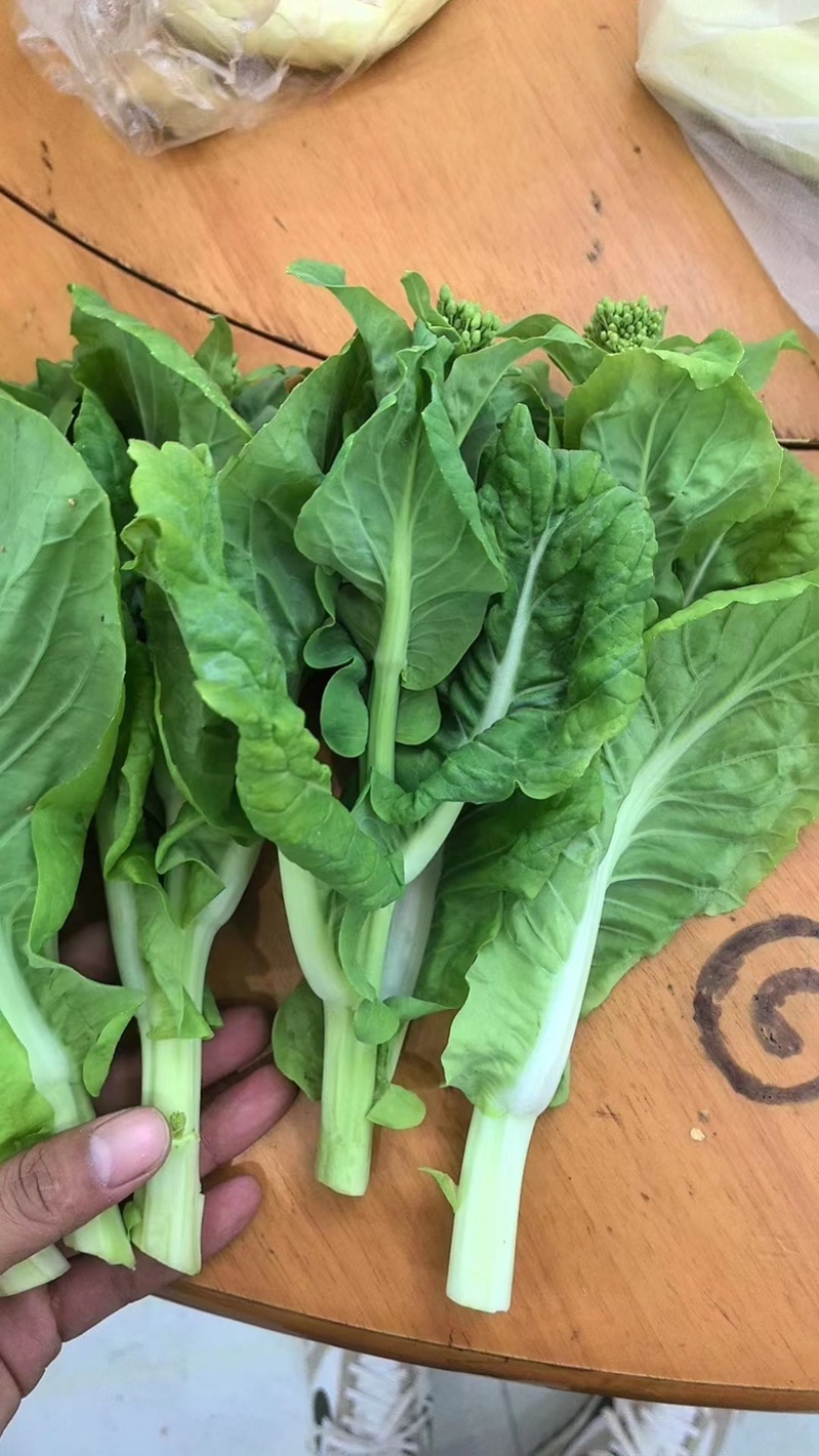 精品上海青苔上海青苔快菜苔
