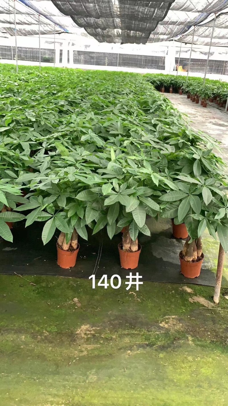 基地直接供应发财树小盆栽五编120#140#160#各种规格