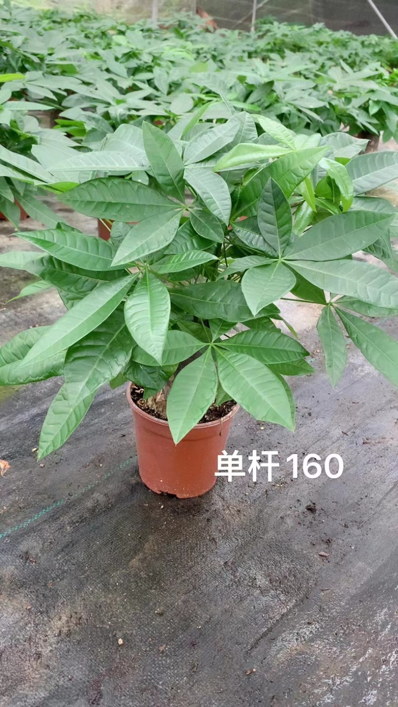 基地直接供应发财树小盆栽五编120#140#160#各种规格