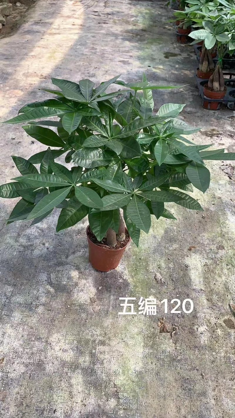 基地直接供应发财树小盆栽五编120#140#160#各种规格