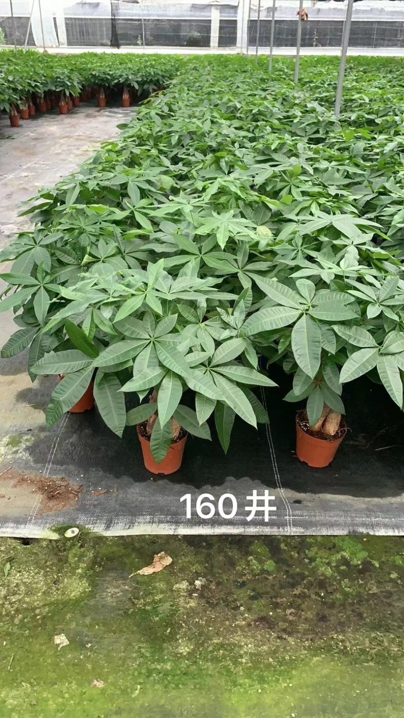 基地直接供应发财树小盆栽五编120#140#160#各种规格