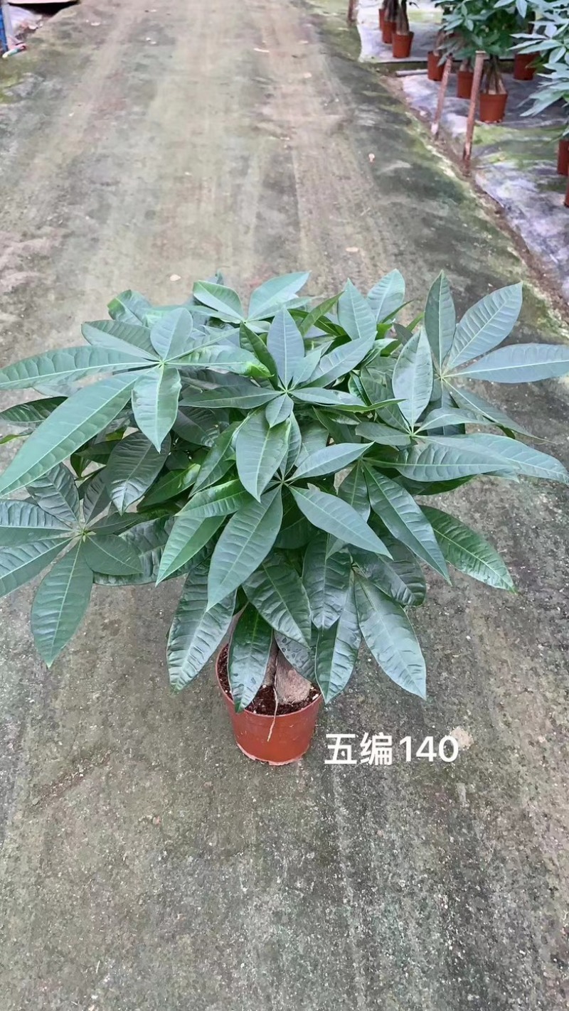 基地直接供应发财树小盆栽五编120#140#160#各种规格