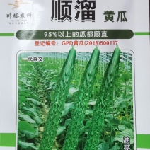 密刺黄瓜种子顺溜翠绿色油亮型顺直度高淡绿肉抗病高产