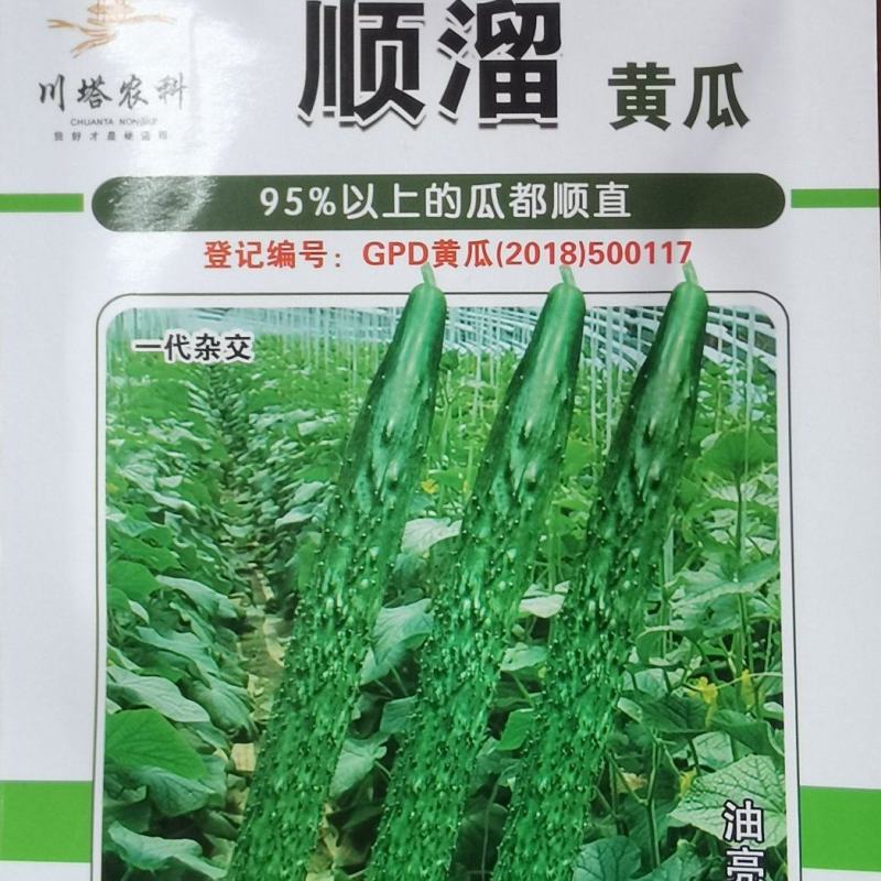 密刺黄瓜种子顺溜翠绿色油亮型顺直度高淡绿肉抗病高产
