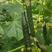密刺黄瓜种子顺溜翠绿色油亮型顺直度高淡绿肉抗病高产