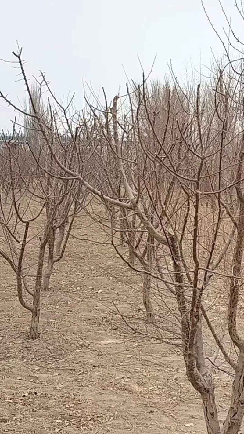 甘肃敦煌李广杏树苗子