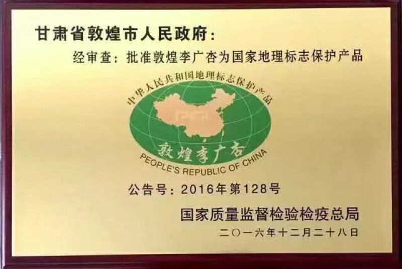 甘肃敦煌李广杏树苗子