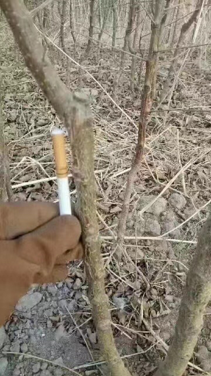 甘肃敦煌李广杏树苗子