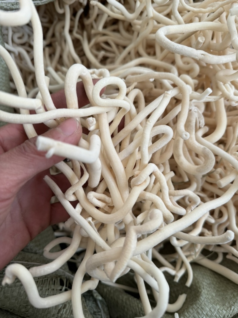 小通草通草保庆药业批发小通草实拍现货中药材