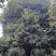 大桂花树25、30、35、40公分粗独干丛生