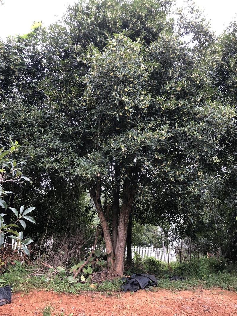 大桂花树25、30、35、40公分粗独干丛生