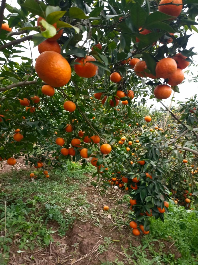 沃柑好货纯甜无酸颜色火红