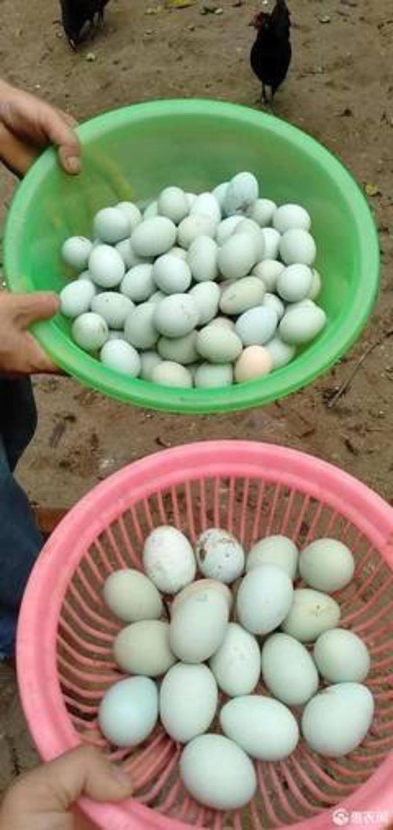 东乡黑羽绿壳蛋鸡的种蛋，优质品种，产蛋率高