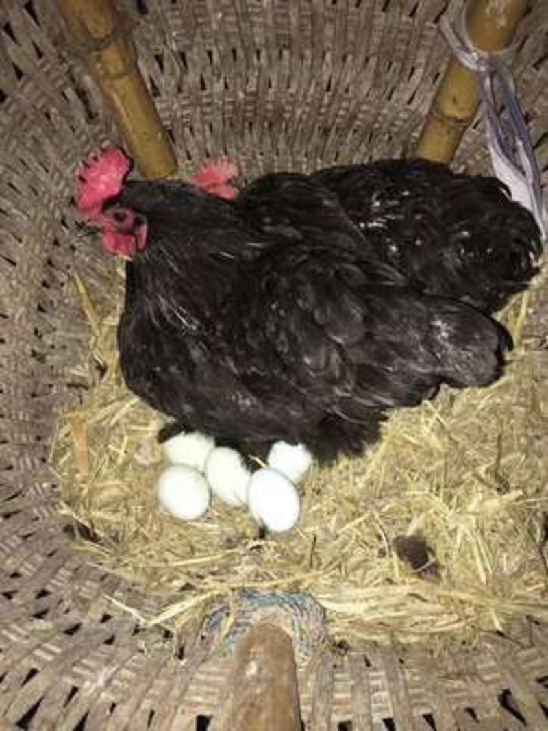 东乡黑羽绿壳蛋鸡的种蛋，优质品种，产蛋率高