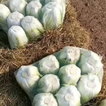 大白菜