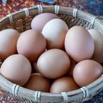 湖北宜昌山养土鸡蛋大量供应，保质保量新鲜发货