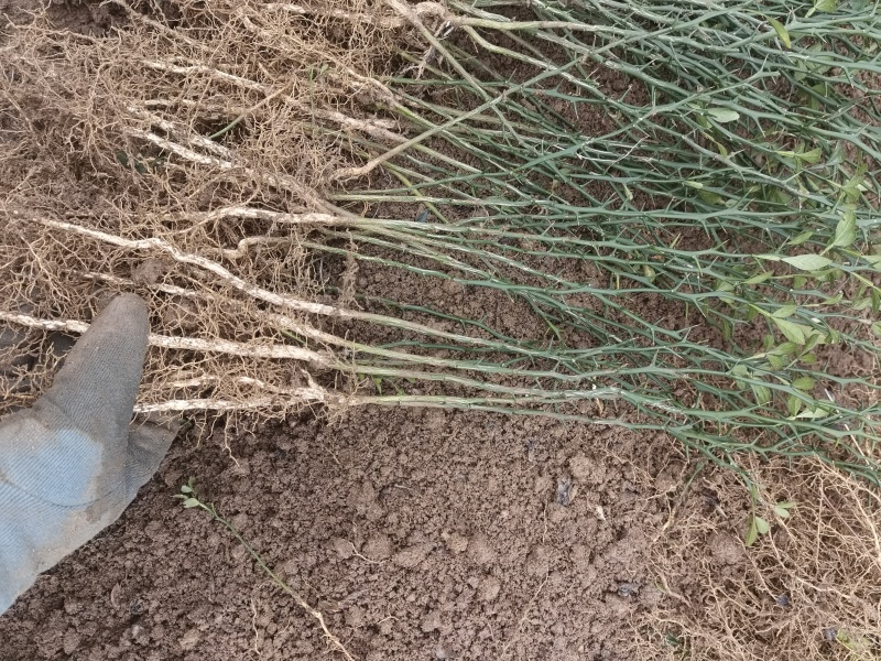 枳壳苗高度20～50公分粗度地径0.2以上