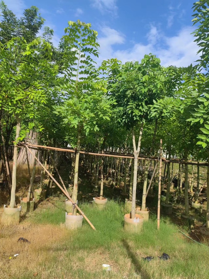 腊肠树