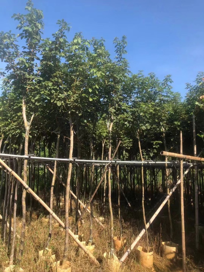 黄花风铃木