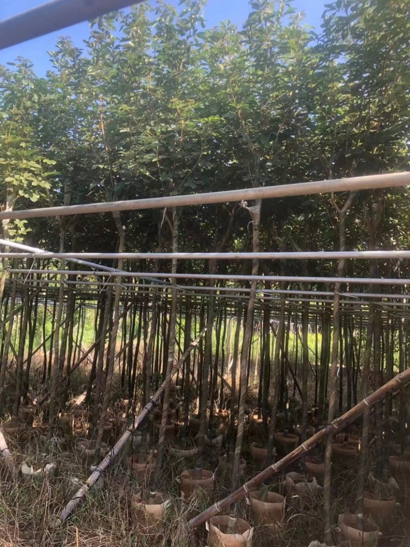 黄花风铃木